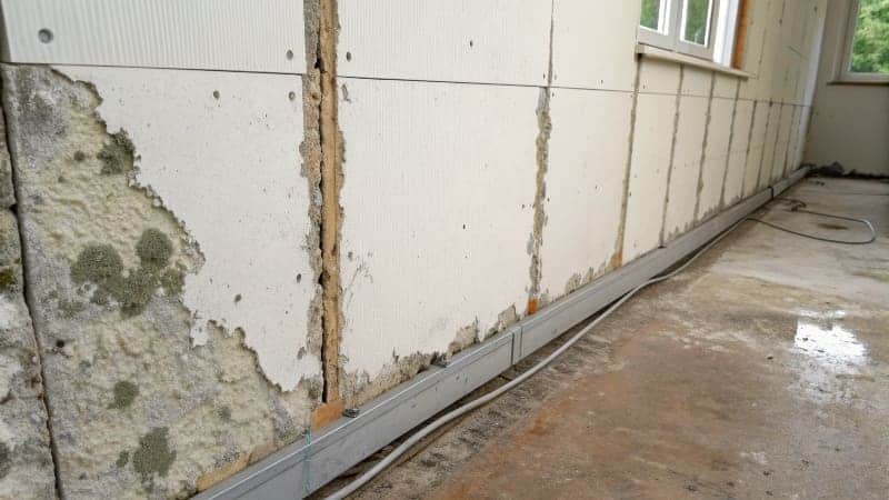 mold on plasterboard wall