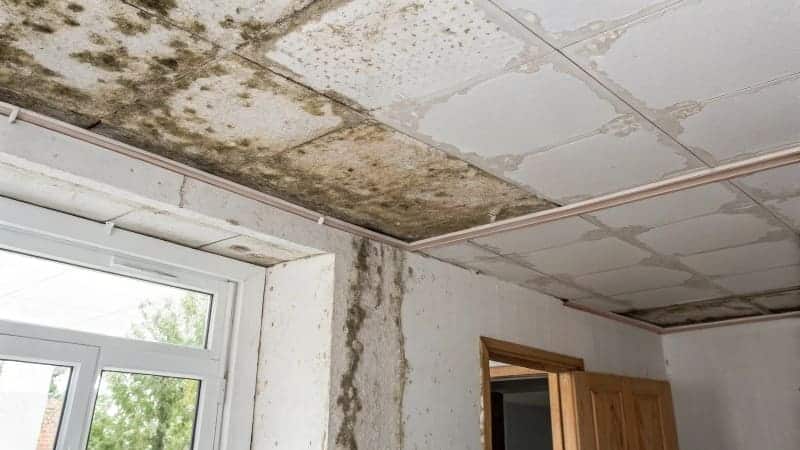 Mold assessment decision tree for gypsum boards